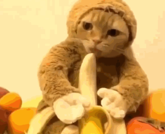 女朋友想养猴子，委屈的拿猫凑合，猫：生活真的好难