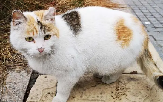 北京动物园暂缓清理流浪猫,建45个猫窝助其过冬 北京动物园暂缓清理流浪猫,建45个猫窝助其过冬