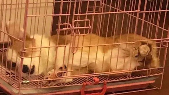 短腿柯基的成长历程，经过一年的时间，终于蜕变成功
