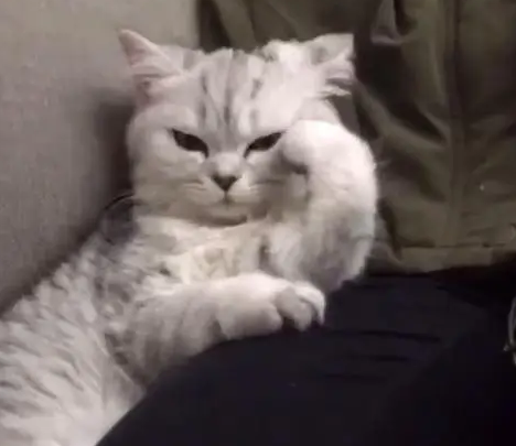 猫咪撑着脑袋靠在沙发上，主人一看顿时笑喷，网友：它在思考猫生