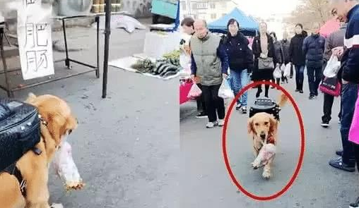 金毛拿着一百块去买烤鸭,走在路上被围观,看这身打扮,家里有矿 金毛拿着一百块去买烤鸭,走在路上被围观,看这身打扮,家里有矿