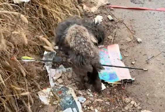 一只毛发肮脏打结的流浪狗,还被人用箭射穿了身体 一只毛发肮脏打结的流浪狗,还被人用箭射穿了身体