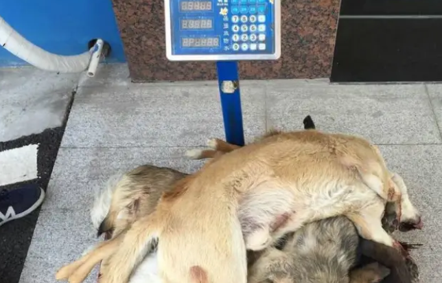 云南两男子开车毒杀十条狗，被抓后解释是为了解馋，谁信啊？
