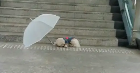 穿衣服的狗躺地上一动不动,旁边还撑着一把伞!送医后发现已骨折 穿衣服的狗躺地上一动不动,旁边还撑着一把伞!送医后发现已骨折