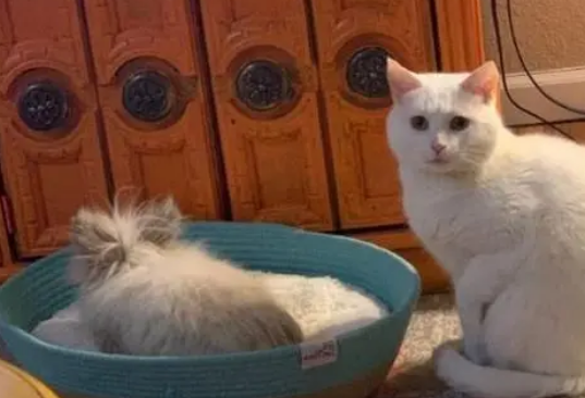 家里新来了兔子,猫咪被欺负主人还不管,猫:这个家不能住了 家里新来了兔子,猫咪被欺负主人还不管,猫:这个家不能住了
