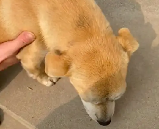 狗狗一被抱起来后，瞬间腿软眼睛也闭上了，这是患上了恐高症吗？