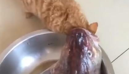宠主去厨房,他发现了稀奇的事情,橘猫被鱼吃了! 宠主去厨房,他发现了稀奇的事情,橘猫被鱼吃了!