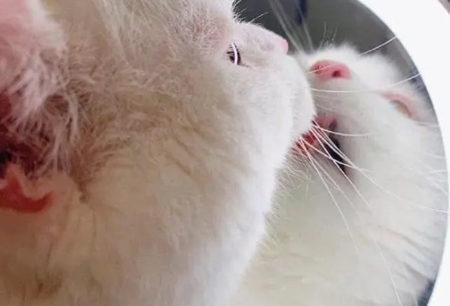 猫咪被自己的美貌迷住了，对着镜子在舔：这是哪来的小仙女啊！