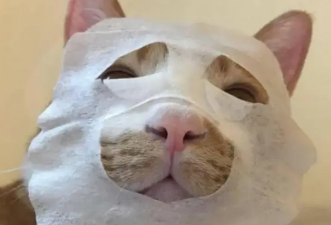 橘猫被主人贴面膜,下一秒表情笑翻,网友:精致的“猫猫女孩” 橘猫被主人贴面膜,下一秒表情笑翻,网友:精致的“猫猫女孩”
