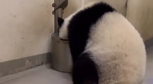 熊猫宝宝做体检不配合,把手套都挠破了,无奈好几个医生按着它 熊猫宝宝做体检不配合,把手套都挠破了,无奈好几个医生按着它