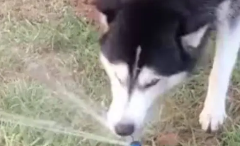 主人带哈士奇去公园散步，结果二哈看见喷水器就是一咬