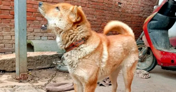 土狗睡醒伸了伸懒腰,突然仰天狂吠,狗:练练嗓音 土狗睡醒伸了伸懒腰,突然仰天狂吠,狗:练练嗓音