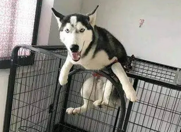 主人听见哈士奇的呼救声,跑过去看却笑了:先说你是怎么过去的! 主人听见哈士奇的呼救声,跑过去看却笑了:先说你是怎么过去的!