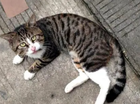 流浪猫被收养后火到国外!只因玩逗猫棒时的表情太“沙雕” 流浪猫被收养后火到国外!只因玩逗猫棒时的表情太“沙雕”