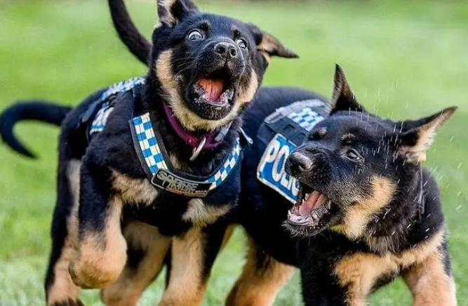 狗狗被收编为警犬,它却“拖家带口”来,都给个差事吧 狗狗被收编为警犬,它却“拖家带口”来,都给个差事吧