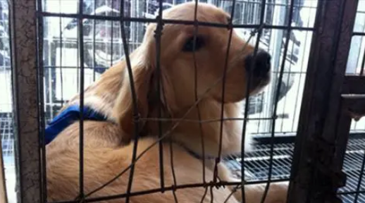 寄养犬死亡可否索赔精神损失？