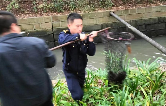 为了救一只流浪小狗，这所大学放干了“护校河”的水