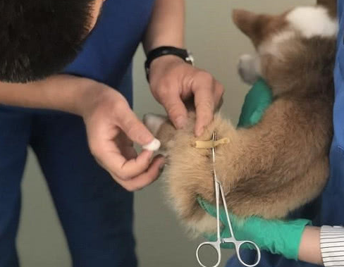 小伙花4000元买一只柯基，三天后发现不对劲时，卖家已不知去向 