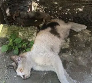 母爱!猫妈“脊椎断裂”无法动弹,却在听到小猫叫声后努力抬头 母爱!猫妈“脊椎断裂”无法动弹,却在听到小猫叫声后努力抬头