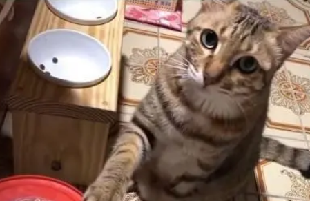 贪吃猫!猫咪大力摇晃饲料桶,一脸哀怨的看主人:宝宝还没吃饱 贪吃猫!猫咪大力摇晃饲料桶,一脸哀怨的看主人:宝宝还没吃饱