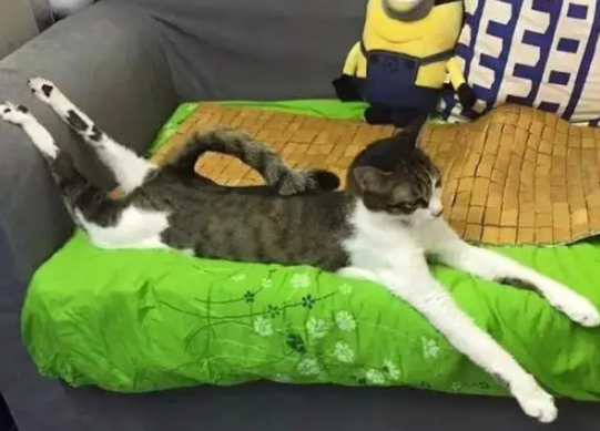 网友晒自家“一米八大长腿”的猫咪,却遭众人吐槽:这猫不正经啊 网友晒自家“一米八大长腿”的猫咪,却遭众人吐槽:这猫不正经啊
