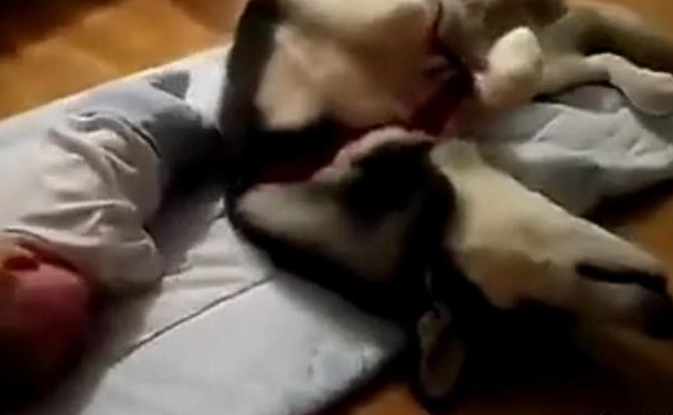 小主人一直哭，二哈神情无奈的过去哄小主人，笑哭了 