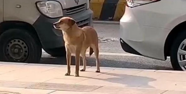 狗子绝育后找医生寻仇,在门口骂街3个月,医患关系很紧张 狗子绝育后找医生寻仇,在门口骂街3个月,医患关系很紧张