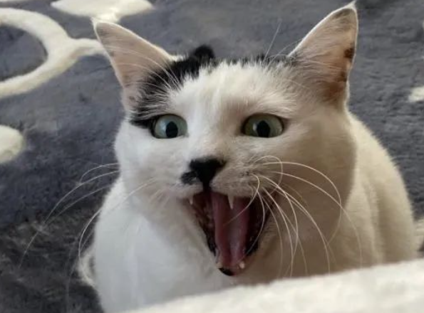 猫咪尝试起床失败,像极了不想起的你,但不同的是...扎心了! 猫咪尝试起床失败,像极了不想起的你,但不同的是...扎心了!