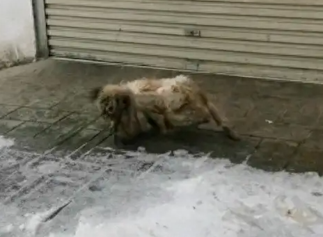 以为邋遢小狗是流浪狗，没想到竟有主人！
