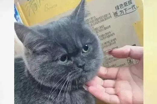 女子逛交易平台，看到猫咪价格后眼前一亮：一只蓝猫才50元？