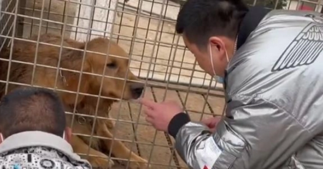 金毛被关在屠宰车上,被救后泪流满面,第二天生了8只狗 金毛被关在屠宰车上,被救后泪流满面,第二天生了8只狗
