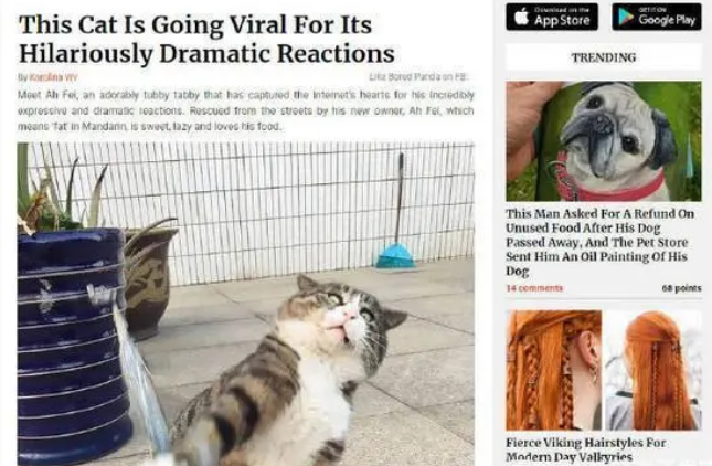 流浪猫被收养后火到国外!只因玩逗猫棒时的表情太“沙雕” 流浪猫被收养后火到国外!只因玩逗猫棒时的表情太“沙雕”