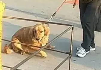金毛见到油条摊死活不走了,爷爷一根,就吃一根! 金毛见到油条摊死活不走了,爷爷一根,就吃一根!