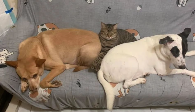 霸道黑猫“欺压”狗狗,竟是因为发现...简直渣猫! 霸道黑猫“欺压”狗狗,竟是因为发现...简直渣猫!