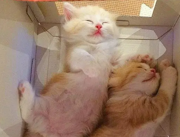 家里两只橘猫，又生了六只小橘猫，铲屎官一无聊就让它们“排队”