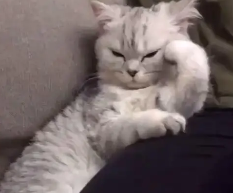 猫咪撑着脑袋靠在沙发上，主人一看顿时笑喷，网友：它在思考猫生