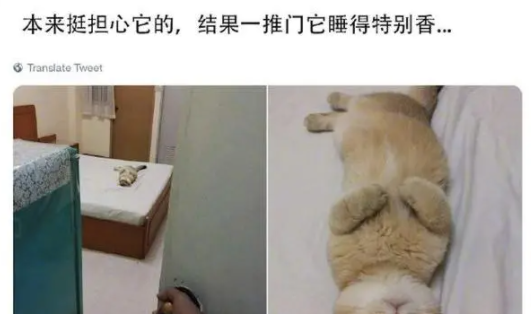 猫咪独自在家3天,网友回家推开门一看,顿时哭笑不得 猫咪独自在家3天,网友回家推开门一看,顿时哭笑不得