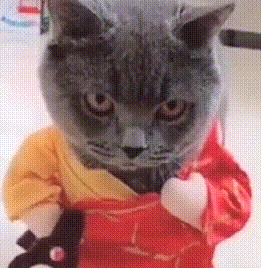 猫咪穿着和尚服走猫步,看到它走近,网友:我要笑抽筋了 猫咪穿着和尚服走猫步,看到它走近,网友:我要笑抽筋了