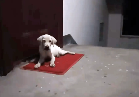 因为一顿饭，守在人类家门口的拉布拉多犬，怎么赶都不离开 