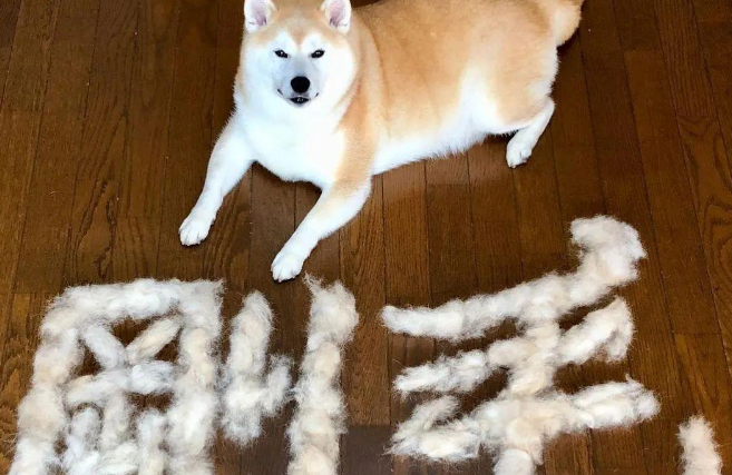 这只柴犬主人的书法功底真棒，用梳下来的狗毛拼的字，都这么好看
