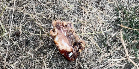 成都郫都区多只宠物犬疑似中毒死亡，草丛中发现“毒肉”