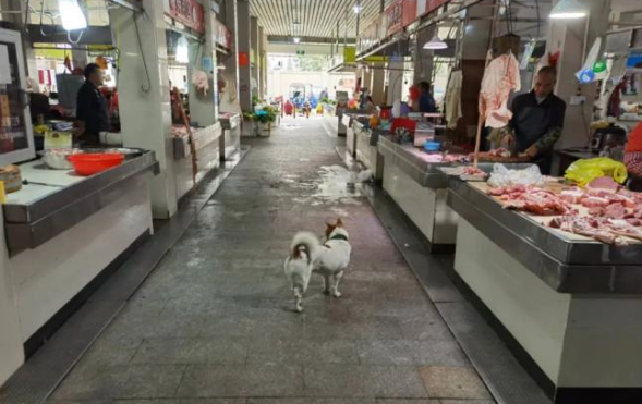 “宠”爱有方，文明养犬“不掉链”