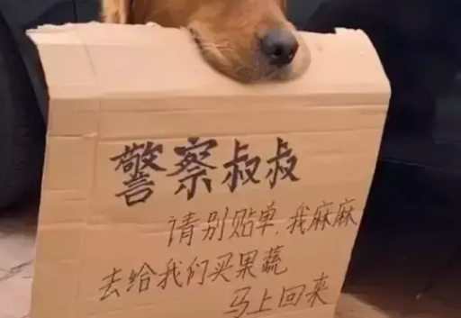 金毛帮主人守车，它嘴叼纸牌乖乖坐着，网友：萌翻了