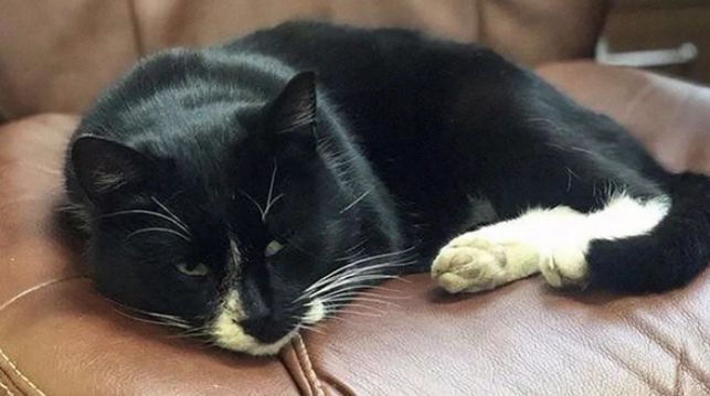 猫咪被装进袋子,打上死结,传送带上险些丧命,如今有工作了 猫咪被装进袋子,打上死结,传送带上险些丧命,如今有工作了