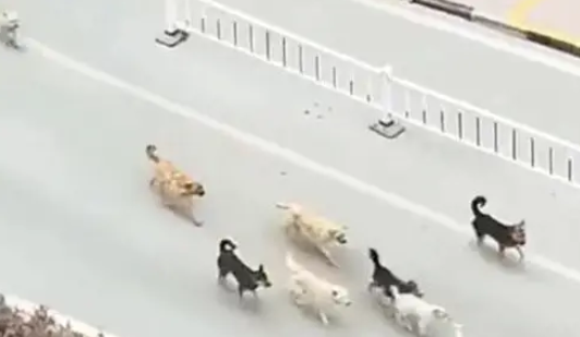 小主人在校门被围,狗子号召四里八方的兄弟帮忙,邻居拍下这一幕 小主人在校门被围,狗子号召四里八方的兄弟帮忙,邻居拍下这一幕