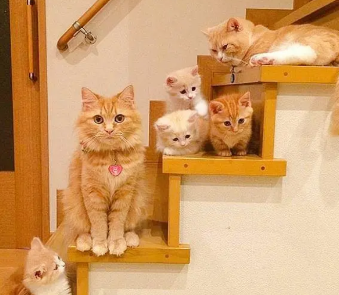 家里两只橘猫，又生了六只小橘猫，铲屎官一无聊就让它们“排队”