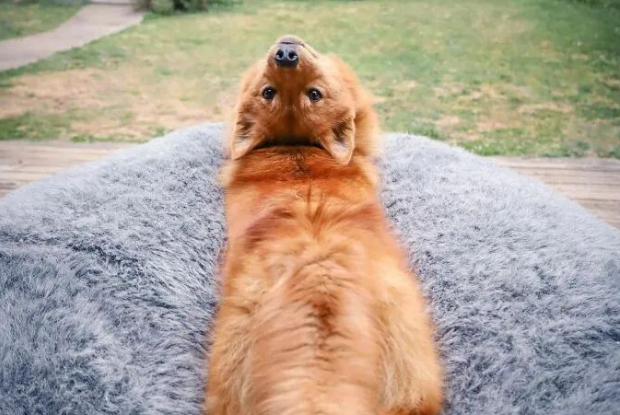 狐狸犬骨骼清奇，靠这个姿势在合照中夺人眼球，猛一看吓一跳！