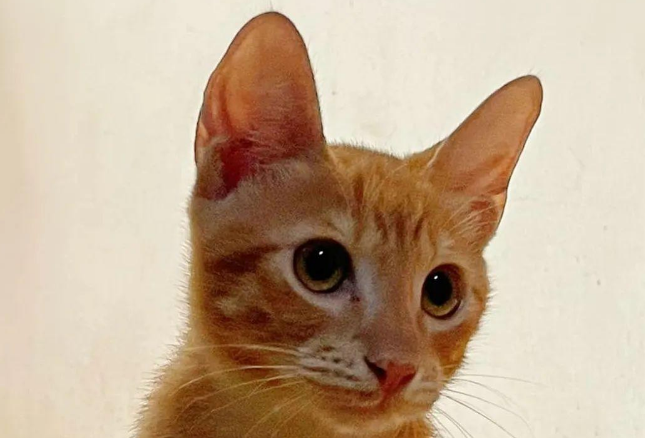 家中进了只猫,建立感情收编后却吐槽:没养过橘,太能吃了吧... 家中进了只猫,建立感情收编后却吐槽:没养过橘,太能吃了吧...