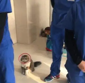 宠物医院开早会,猫咪也一本正经的来参加:我有意见要提! 宠物医院开早会,猫咪也一本正经的来参加:我有意见要提!