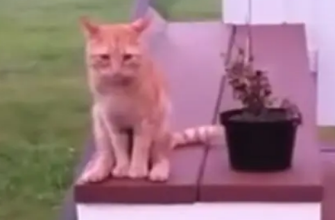 注意形象的“淑女猫”,明明是只公猫,坐姿却宛如少女 注意形象的“淑女猫”,明明是只公猫,坐姿却宛如少女